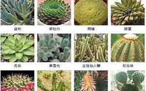 好听的入侵植物名字