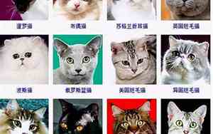 小猫宝宝品种有哪些名字