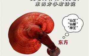 叫灵芝的名字很好听