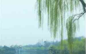 带杨的网名