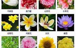 好听的繁体花名