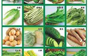 小型蔬菜种植公司名字