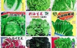 买卖蔬菜公司名字大全集