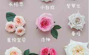 塑料花有什么好名字