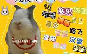属兔的网名