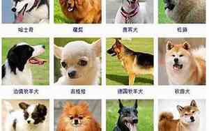 好听的狼狗公狗名字
