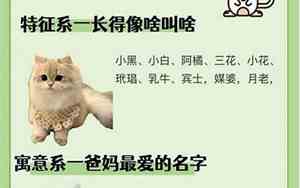 灰白猫超好听的名字