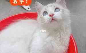 小猫宝宝名字大全