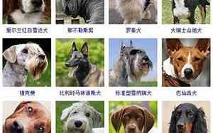 什么狗公司名字大全