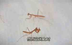 可爱螳螂宝宝名字
