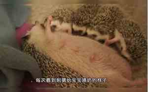 刺猬搞笑宝宝名字