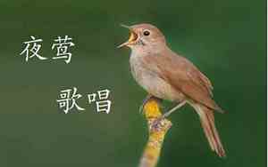 什么动物叫声好听