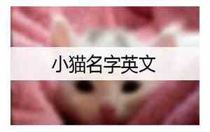 小猫的名字超好听