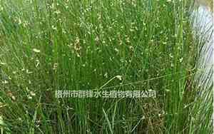 公司起名字大全水生植物
