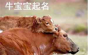 牛宝起名带什么好名字呢