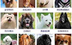 狗起好听的名字