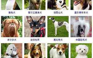 所有好听的狗的名字