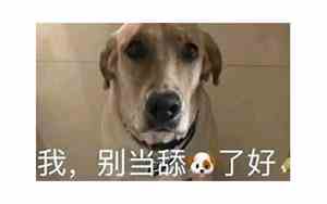 好名字让狗选了什么意思