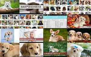搞笑好听的狗名字大全