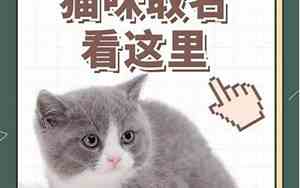 灰色猫猫取名宝宝名字
