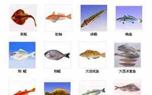 好听的鱼名字英文