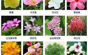 有什么花语好听的名字