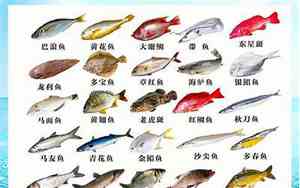 深情的鱼宝宝名字大全