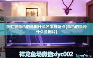 好听的鱼缸名字大全