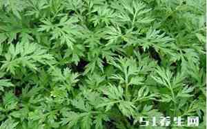 好听的草药书籍名字