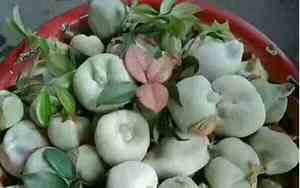 桃山茶好听吗