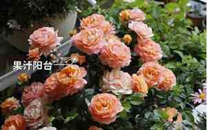 好听的水培馆名字