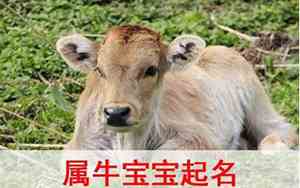 牛宝宝喜用名字大全