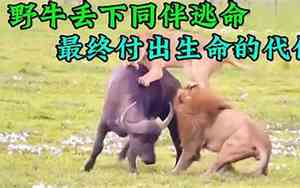 动物丢下宝宝的电影名字