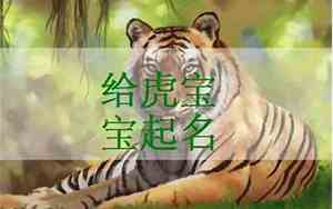 好听的账号名字老虎