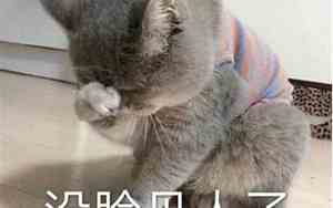 怎么给猫取个好名字
