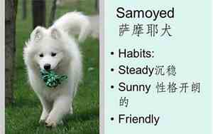 好听单身狗名字英文